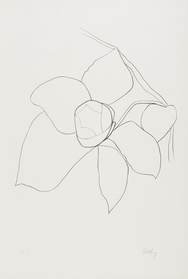 Kelly's lithograph "Camellia II" from 1964–65