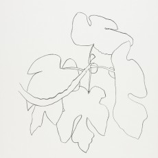 Plants, Flowers and Fruits: Ellsworth Kelly Lithographs